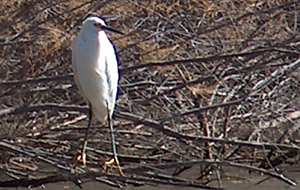 Snowy Egret (Egretta thula)