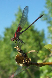 Photo of a damselfly from the Bill Will, for Aquatic Organisms subsection. (P. Shafroth, photo)