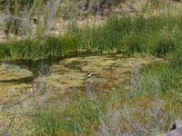 Photo of a cattle egret in a wetland along the Bill Williams River.