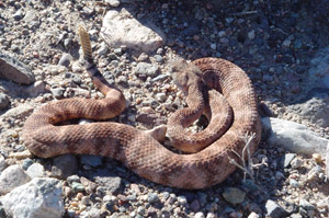 Photo of a Speckled Rattelsnake.