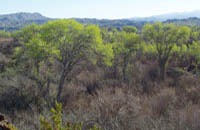 Photo of various riparian vegatation. (Photo coutesy of P. Shafroth)
