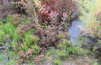 Photo of various riparian vegatation. (Photo coutesy of P. Shafroth)