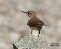Photo of a Canyon Wren. Photo copyright Bruce Craig.
