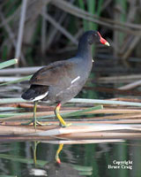 Photo of a Common Moorhen. Photo copyright Bruce Craig.