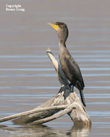 Photo of a Double-crested Cormorant. Photo copyright Bruce Craig.