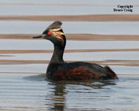 Photo of an Eared Grebe. Photo copyright Bruce Craig.