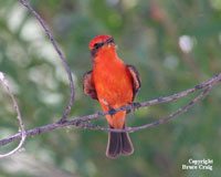 Photo of a Vermillion Flycatcher. Photo copyright Bruce Craig.