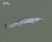 Photo of a Desert Pupfish. Photo copyright Bruce Craig.