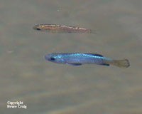 Photo of a pair of Desert Pupfish.