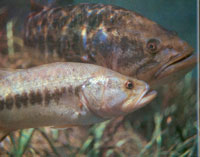 Photo of a Desert Pupfish. Photo copyright Bruce Craig.
