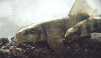 Photo of a Desert Pupfish. Photo copyright Bruce Craig.