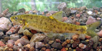 Photo of a Desert Pupfish. Photo copyright Bruce Craig.