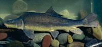 Photo of a Desert Pupfish. Photo copyright Bruce Craig.