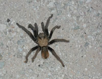 Photo of a Tarantula.