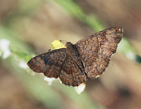 Photo of Fatal.