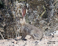Photo of a Jackrabbit. Photo copyright Bruce Craig.