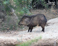 Photo of a Javellina. Photo copyright Bruce Craig.