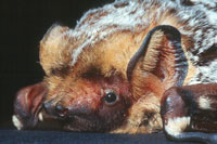Photo of a hoary bat (Lasiurus cinereus).
