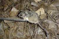 Photo of a field mouse (Peromyscus maniculatus).